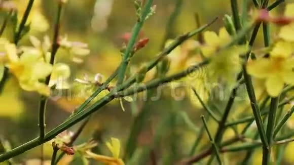花园植物中鲜艳的黄色花朵视频的预览图