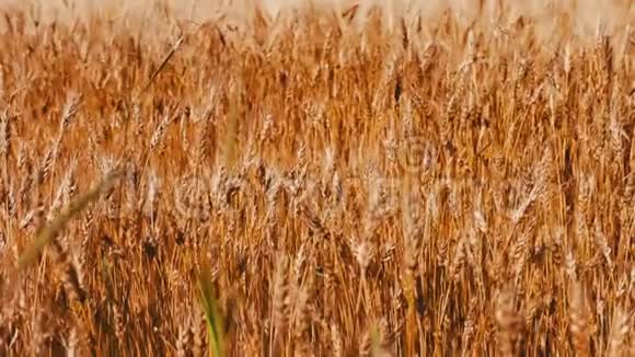 金色的麦子在田野里随风摇摆视频的预览图