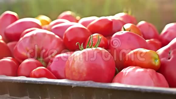 美味的红色西红柿一堆西红柿夏季托盘市场农业农场充满有机西红柿新鲜番茄视频的预览图