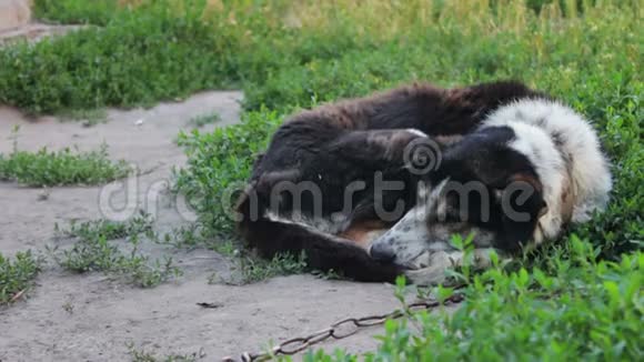 院子里的一只老死狗蜷缩在地上视频的预览图