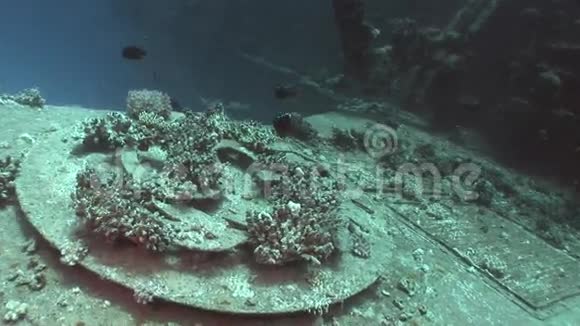 埃及红海海底沉船SalemExpress部分珊瑚视频的预览图