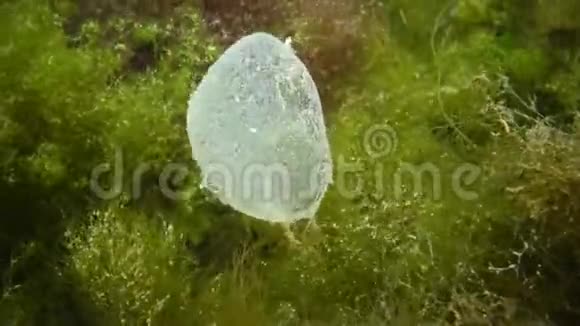 繁殖海虫多毛虫粘液袋中多毛虫卵视频的预览图