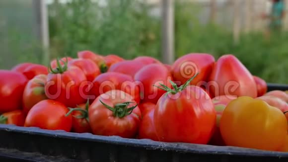 美味的红色西红柿一堆西红柿夏季托盘市场农业农场充满有机西红柿新鲜番茄视频的预览图