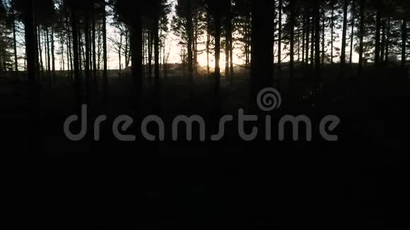 日落或日出时的阳光射穿黑暗森林中的树木视频的预览图
