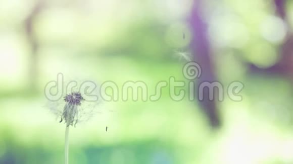 在阳光明媚的日子里蒲公英的种子在美丽模糊的绿草背景上缓慢地飞舞1920x1080视频的预览图