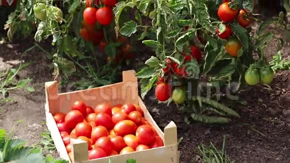 农夫手工采摘成熟的西红柿视频的预览图