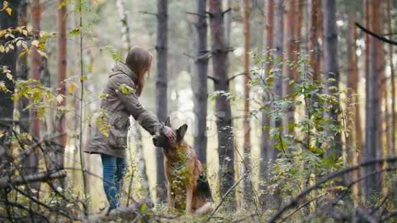一个年轻漂亮可爱的女人和她的宠物德国牧羊犬在秋林散步视频的预览图