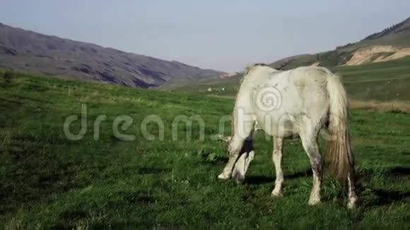 白马在美丽的山地草原上吃草哈萨克斯坦视频的预览图