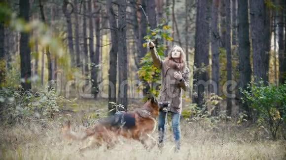 年轻迷人的女人红头发和她的宠物德国牧羊犬在秋林散步狗玩视频的预览图