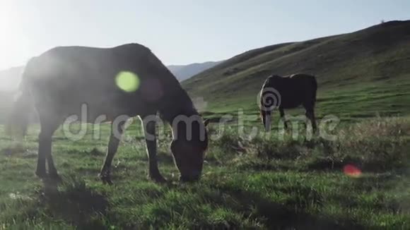 两匹马在日落时吃草视频的预览图