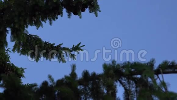 聚焦改变绿色云杉树枝与大锥在蓝天4K视频的预览图