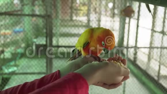 小女孩喂鹦鹉爱鸟股票视频视频的预览图