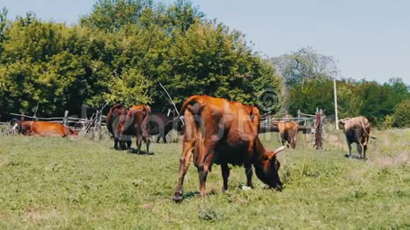 许多牛在草地上吃草在炎热的夏天吃草视频的预览图