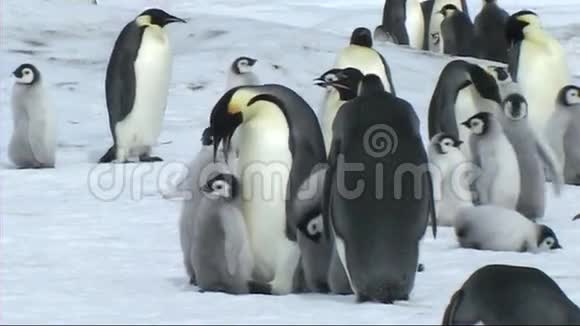 帝企鹅小鸡向父母要食物视频的预览图