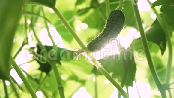 黄瓜生长在开花的灌木上新鲜黄瓜生长在开阔的田野上黄瓜种植园种植黄瓜视频的预览图