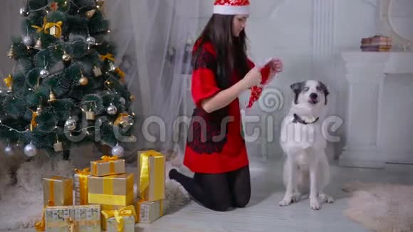 女孩在圣诞树附近和哈士奇狗玩耍视频的预览图