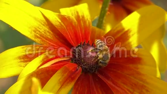 蜂飞离黄花超慢动作宏视频拍250fps视频的预览图