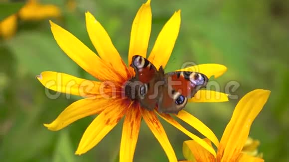 孔雀蝴蝶在黄色的rudbeckia花上4K关闭视频视频的预览图