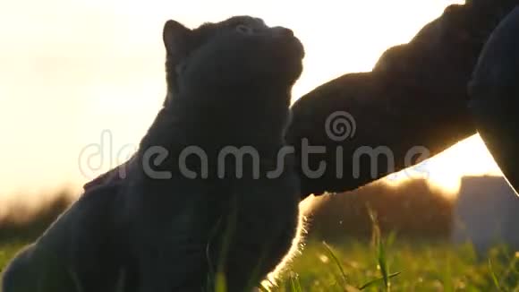 日落时分一个女孩在田野里抚摸一只英国品种的猫视频的预览图