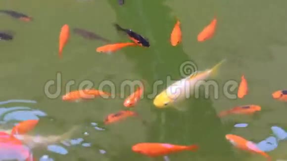 花园池塘里的鲤鱼锦鲤视频的预览图