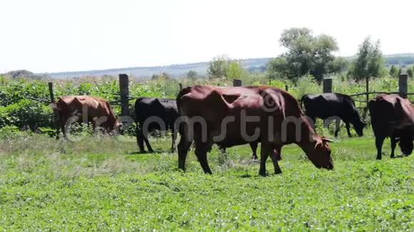 许多不同的奶牛在草地上吃草夏天吃青草视频的预览图