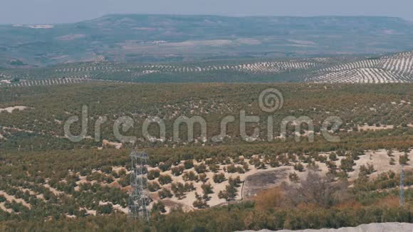 西班牙沙漠橄榄园景观视频的预览图