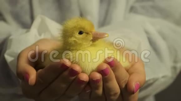 可爱的黄色小鸭在雌性手中视频的预览图