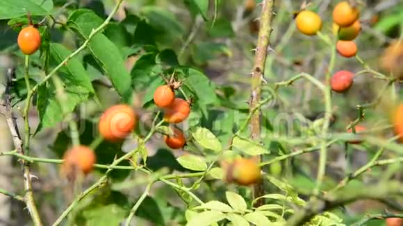 枝上的橙黄色野生玫瑰浆果视频的预览图