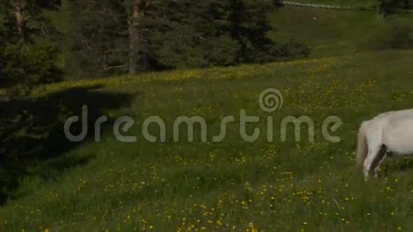 翻越一片白马在放牧的田野视频的预览图