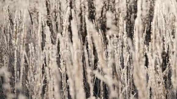 雪中枯草一片片干草笼罩在雪花中视频的预览图