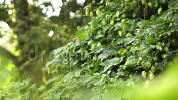 花园里有成熟的啤酒花锥的绿色灌木慢动作1080P全高清视频视频的预览图