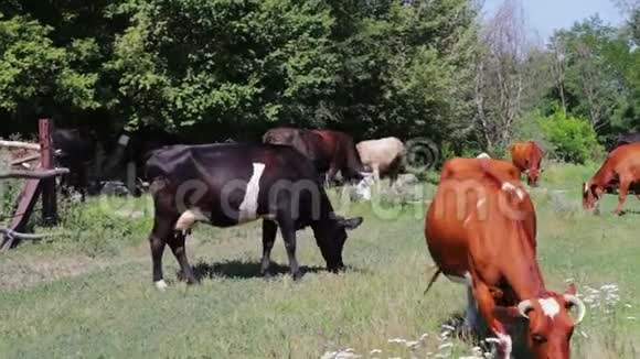 许多不同的奶牛在草地上吃草夏天吃青草视频的预览图