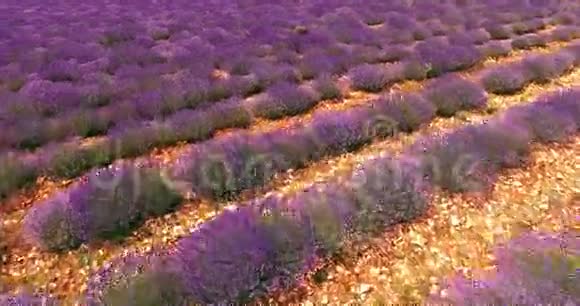 紫色的薰衣草视频的预览图