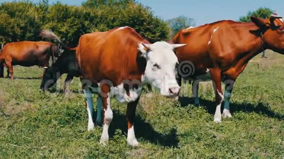 许多牛在草地上吃草在炎热的夏天吃草视频的预览图