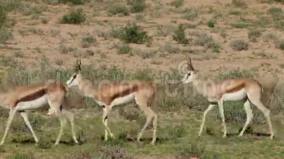 斯普林博克羚羊排队行走视频的预览图