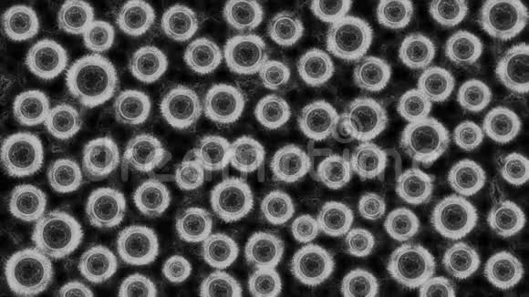显微镜下的细菌视频的预览图