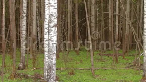 春日白桦树树干作为背景视频的预览图