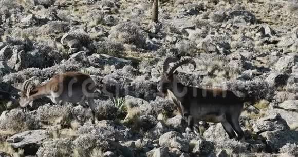 埃塞俄比亚西米恩山脉罕见的WaliaIbex视频的预览图