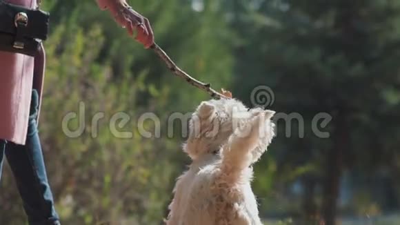 狗跳起来咬棍子狗玩树枝视频的预览图