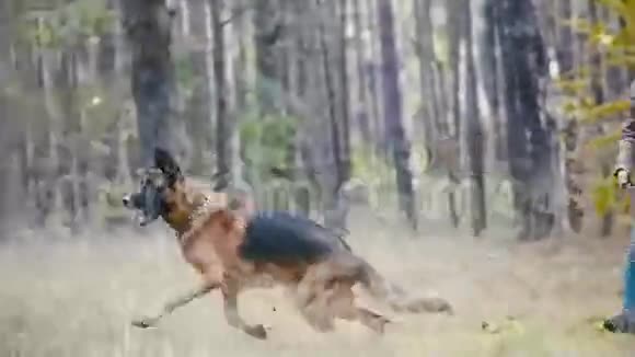 年轻女子和她的宠物德国牧羊犬在秋天的森林里散步女孩扔一根棍子给狗视频的预览图