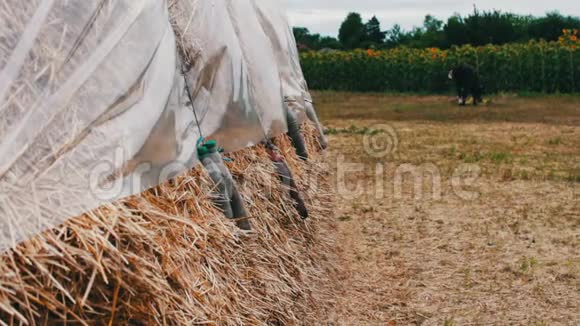 冬天农场动物的表格大堆的干草或覆盖着聚乙烯的稻草在开阔的天空下干燥视频的预览图