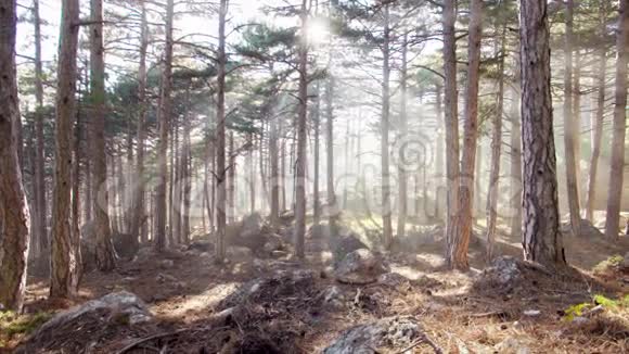 阳光下的松林视频的预览图