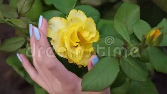 女手摸黄玫瑰视频的预览图