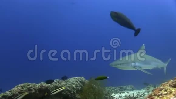 灰礁鲨鱼在印度洋的暗礁附近盘旋视频的预览图
