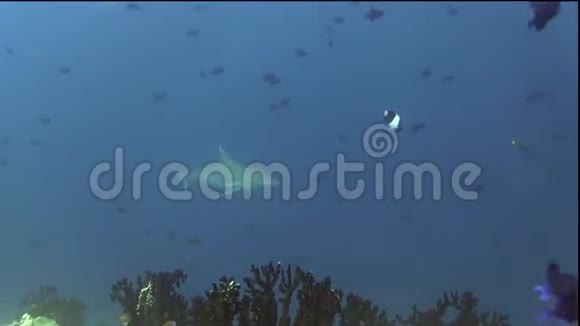 灰礁鲨鱼在印度洋的暗礁附近盘旋视频的预览图
