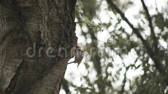 橡树上的啄木鸟视频的预览图