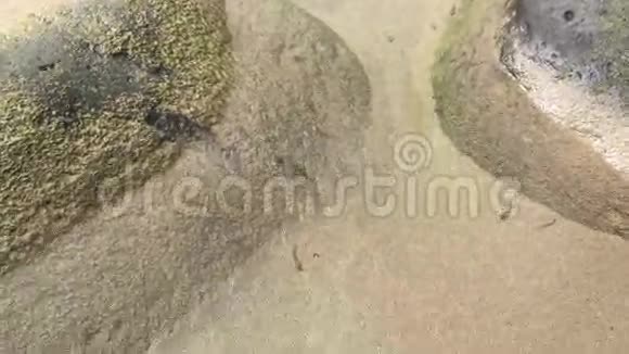 海滩水坑里的小鱼视频的预览图