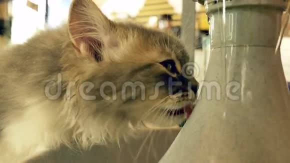 口渴的猫喝水视频的预览图