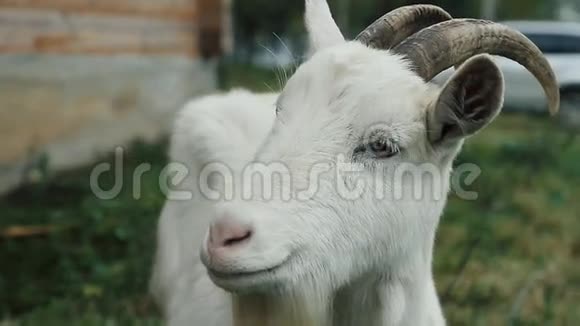 一只白色的山羊站在农场吃饭似乎在寻找什么视频的预览图
