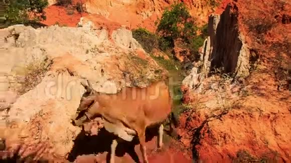 棕牛从石岸到仙溪水视频的预览图